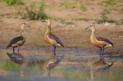 lesser-whistling-duck-dendrocygna-javanica