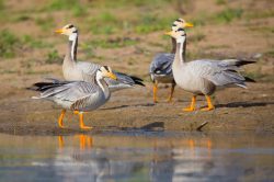 bar-headed-goose-anser-indicus-3
