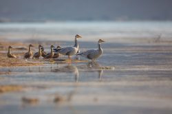 lesser-whistling-ducks-and-bar-headed-geese-dendrocygna-javanica-and-anser-indicus