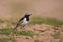 white-wagtail-motacilla-alba