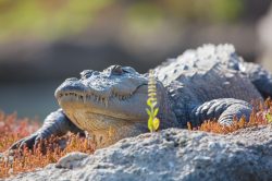 mugger-crocodile-indian-indus-persian-or-marsh-crocodile-crocodylus-palustris-2