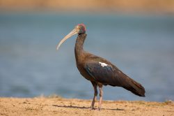 red-naped-ibis-pseudibis-papillosa