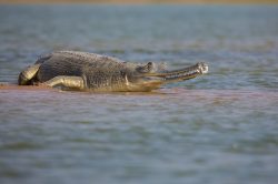 gharial-gavialis-gangeticus-2