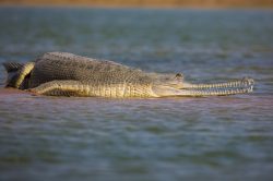 gharial-gavialis-gangeticus-3