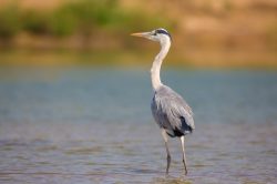 grey-heron-ardea-cinerea