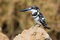 pied-kingfisher-ceryle-rudis-3