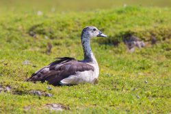 knob-billed-duck-sarkidiornis-melanotis