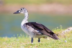 knob-billed-duck-sarkidiornis-melanotis-2