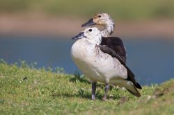 knob-billed-duck-sarkidiornis-melanotus-2