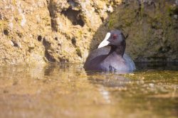 eurasian-coot-fulica-atra-3
