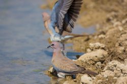 oriental-turtle-dove-streptopelia-orientalis