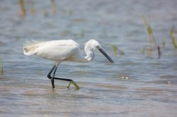 little-egret-egretta-garzetta