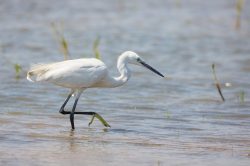 little-egret-egretta-garzetta-2