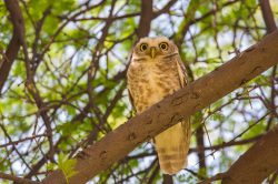 spotted-owlet-athene-brama