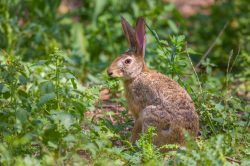 indian-hare-lepus-nigricollis