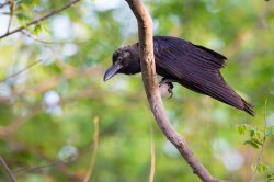 indian-jungle-crow-corvus-culminatus