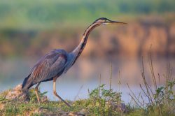 purple-heron-ardea-purpurea