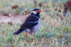 asian-pied-starling-gracupica-contra-2
