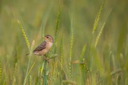 baya-weaver-ploceus-philippinus