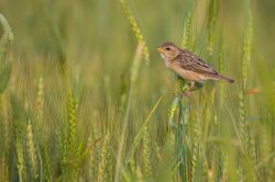 baya-weaver-ploceus-philippinus-2