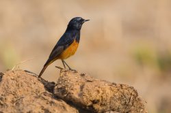 black-redstart-phoenicurus-ochruros