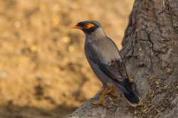 bank-myna-acridotheres-ginginianus-3