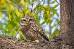 spotted-owlet-athene-brama-4