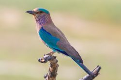 indian-roller-coracias-garrulus-2