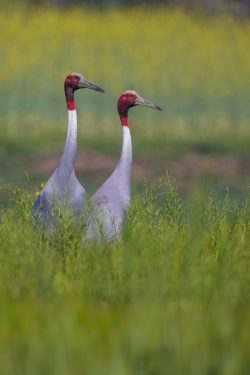 sarus-crane-grus-antigone-4