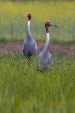 sarus-crane-grus-antigone-5