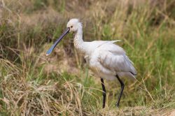 eurasian-spoonbill-platales-leucorodia