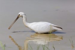 eurasian-spoonbill-platales-leucorodia-2