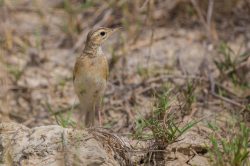 richards-pipit-anthus-richardi