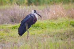 wooly-necked-stork-ciconia-episcopus