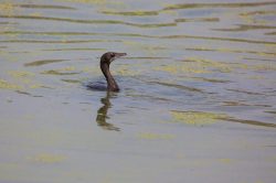 little-cormorant-phalacrocorax-niger-2