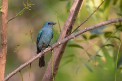 verditer-flycatcher-eumyias-thalassinus