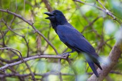 indian-jungle-crow-corvus-culminatus-2
