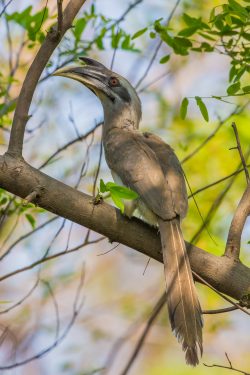indian-grey-hornbill-ocyeros-birostris
