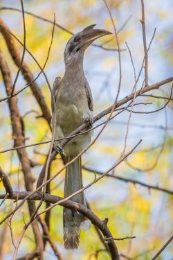 indian-grey-hornbill-ocyeros-birostris-2