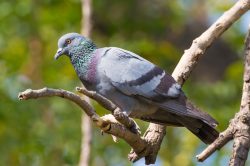 rock-dove-columbia-livia
