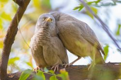 jungle-babbler-turdoides-striata-2