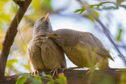 jungle-babbler-turdoides-striata-3