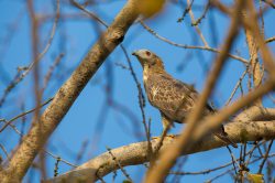 oriental-honey-buzzard-pernis-ptilorhynchus