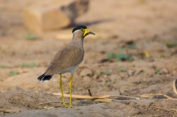 yellow-wattled-lapwing-vanellus-malabaricus