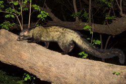 common-palm-civet-toddy-cat-paradoxurus-hermaphroditus