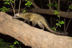 common-palm-civet-toddy-cat-paradoxurus-hermaphroditus-2