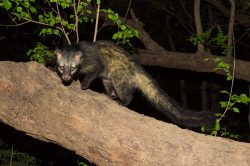 common-palm-civet-toddy-cat-paradoxurus-hermaphroditus-3