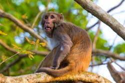 rhesus-macaque-macaca-mulatta