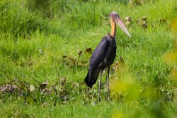 lesser-adjutant-leptoptilos-javanicus