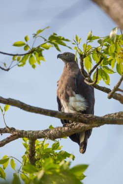 grey-headed-fish-eagle-icthyophaga-ichtthyaetus